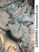 download woolly worm poisonous