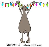 Moose hanging Christmas lights Moose hanging Christmas lights