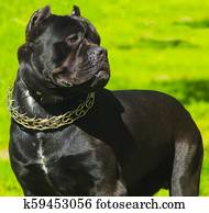 Cane Corso Stock Image K4590653 Fotosearch