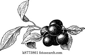 Plums on white Clip Art | k29636787 | Fotosearch