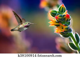 Small hummingbird near flowers frozen in action Small hummingbird near flowers frozen in action