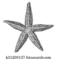 Starfish, vintage engraving. Starfish, vintage engraving.