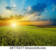 sunset over agricultural green field
