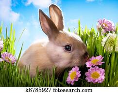 easter Baby rabbit on green grass with spring flowers easter Baby rabbit on green grass with spring flowers