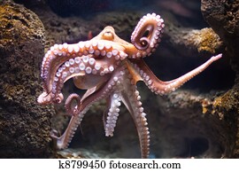 ethereal octopus from the depth (Octopus vulgari) ethereal octopus from the depth (Octopus vulgari)