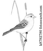 Field Sparrow Field Sparrow