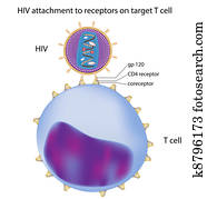 HIV attachment to T cell, HIV attachment to T cell,