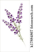 lavender., aquarell, drawing., vektor lavender., aquarell, drawing., vektor