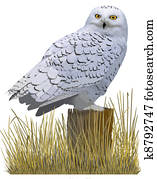 Snowy Owl Snowy Owl