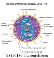 Structure of HIV, Structure of HIV,
