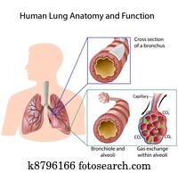 ריאה אנושית, אנטומיה, &, function,, eps8
