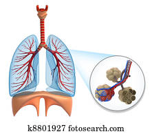 alvéolos, em, pulmões