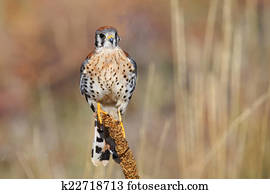 American kestrel sitting on a mullein