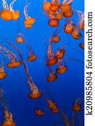 Jellyfish Jellyfish