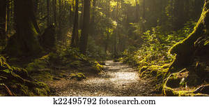 Rainforest Path Rainforest Path