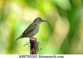 Red-legged honeycreeper female, La Fortuna, Costa Rica