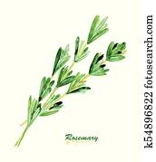 Watercolor twig of rosemary. Watercolor twig of rosemary.