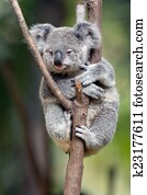 Baby Cube Koala - Joey Baby Cube Koala - Joey
