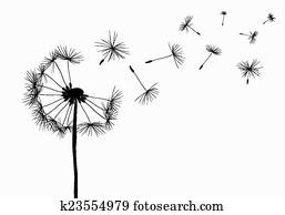 dandelions dandelions