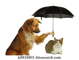 Dog is protecting a cat Dog is protecting a cat