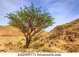 frankincense, árvore