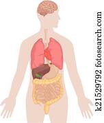 Human Body Anatomy - Brain, Lungs,