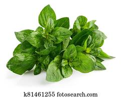 צרור, oregano., טרי, מתובל, herb.