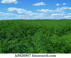 industrial, cânhamo