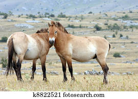 Przewalski horse Przewalski horse