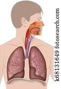 Schematic and descriptive illustration belonging to the human respiratory system. Schematic and descriptive illustration belonging to the human respiratory system.