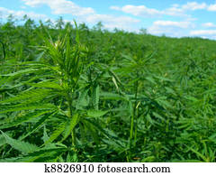 Technical hemp Technical hemp