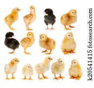 Collage of beautiful yellow and black chicks