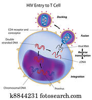 hiv, eintrag, to, t zelle hiv, eintrag, to, t zelle