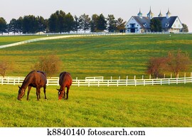 Horses on the Farm Horses on the Farm