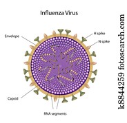 influenza, vírus