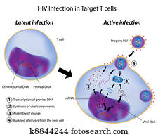 latent, und, aktiv, infektion, per, hiv latent, und, aktiv, infektion, per, hiv