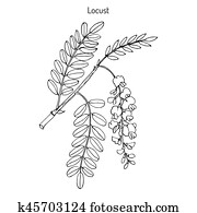Robinia pseudoacacia, or black locust Robinia pseudoacacia, or black locust