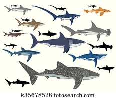shark shark