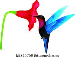 האמינגבירד