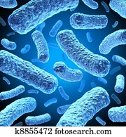 Bacteria Bacteria