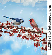Birds In Winter Birds In Winter