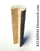 Cross section tree trunk, object