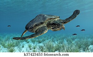 Giant sea turtle Archelon Giant sea turtle Archelon