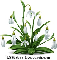 Snowdrops Snowdrops