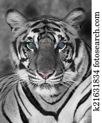 tiger tiger