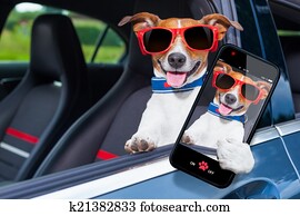 dog window car dog window car