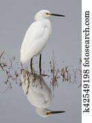 egret nevado, vadear, em, um, raso, pântano, -, flórida