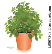 italienischer oregano, kraut, in, blumentopf italienischer oregano, kraut, in, blumentopf