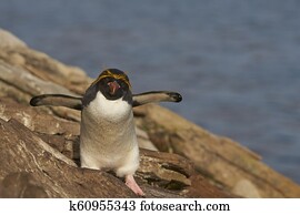 Macaroni Penguin
