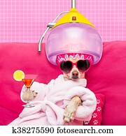 dog spa wellness dog spa wellness